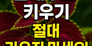 콜레우스 키우기