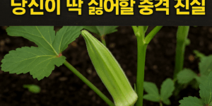 오크라 키우기