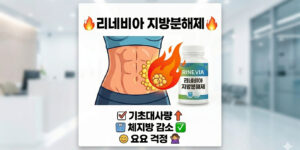 리네비아 지방분해제 효과 및 요요 없는 복용법, 비만클리닉 다이어트약 처방 내장지방 감소 원리 인포그래픽